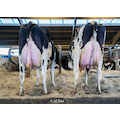 MITCHELL_To-chter_2Lact_Dueholm_Breeding_Denmark